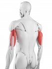 Anatomia masculina mostrando músculo Triceps, ilustração computadorizada . — Fotografia de Stock