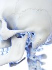 Crâne humain avec articulation temporomandibulaire, illustration par ordinateur . — Photo de stock