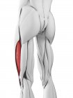 Мужская анатомия с вастусом латеральной мышцы, компьютерная иллюстрация . — стоковое фото