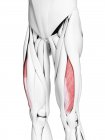 Anatomía masculina que muestra músculo Vastus lateralis, ilustración por computadora . - foto de stock