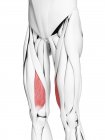 Anatomia masculina mostrando músculo Vastus medialis, ilustração computacional . — Fotografia de Stock