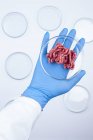 Scientist holding petri dish with artificial meat, conceptual image of cultured meat grown in laboratory. — Stock Photo