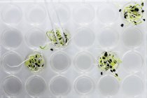 Seedlings growing in laboratory test multiwell, conceptual image of plant research and genetic engineering. — Stock Photo