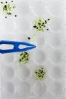 Plántulas creciendo en cristalería de laboratorio, imagen conceptual de la investigación vegetal y la ingeniería genética . - foto de stock