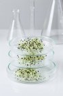 Seedlings growing in stacked petri dishes, conceptual image of plant research and genetic engineering. — Stock Photo