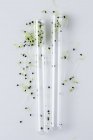Plántulas creciendo en tubos de ensayo de laboratorio, imagen conceptual de la investigación vegetal y la ingeniería genética . - foto de stock