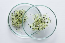 Seedlings growing in laboratory, conceptual image of plant research and genetic engineering. — Stock Photo