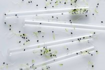 Seedlings growing in laboratory amongst test tubes, conceptual image of plant research and genetic engineering. — Stock Photo