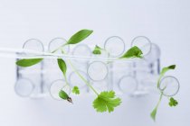 Plantas verdes en tubos de ensayo, concepto de investigación botánica . - foto de stock