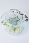 Fiori di camomilla, timo, fiori di sambuco e salvia su capsule di Petri impilati, concetto di ricerca botanica . — Foto stock