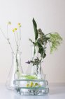Flores de manzanilla, tomillo, flores de saúco, hojas de tilo y salvia en placas de Petri apiladas, concepto de investigación botánica . - foto de stock