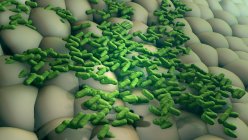 Bactérias multiplicando-se na superfície, ilustração digital . — Fotografia de Stock