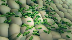 Bakterien vermehren sich auf der Oberfläche, digitale Illustration. — Stockfoto