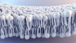 Cell membrane structure, digital illustration. — Stock Photo