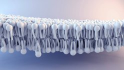 Структура клеточной мембраны, цифровая иллюстрация . — стоковое фото