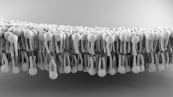 Estructura de membrana celular, ilustración digital . - foto de stock