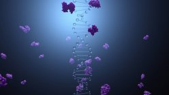 Molécule et enzymes d'ADN, illustration numérique
. — Photo de stock