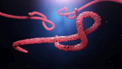 Particules du virus Ebola, illustration numérique
. — Photo de stock