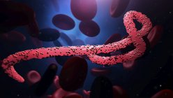 Partícula del virus del Ébola en el torrente sanguíneo, ilustración digital . - foto de stock
