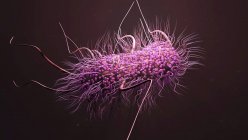Бактерія Escherichia coli, цифрова ілюстрація . — стокове фото