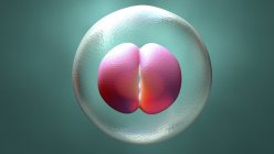 Menschlicher zweizelliger Embryo, digitale Illustration. — Stockfoto