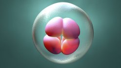Чотирьохклітинний ембріон людини, цифрова ілюстрація . — стокове фото