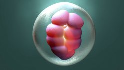 Célula embrionaria humana, ilustración digital . - foto de stock