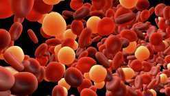 Red blood cells and white blood cells, digital illustration. — Stock Photo