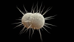 Neisseria gonorrhoeae бактерии, цифровая иллюстрация . — стоковое фото