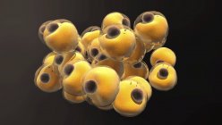 Жирові клітини адіпоцитів, цифрова ілюстрація . — стокове фото