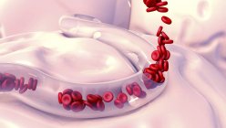 Globuli rossi nei vasi sanguigni, illustrazione digitale . — Foto stock