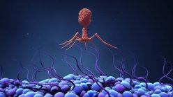 Batteriofago cellula virale infettante batterio, illustrazione digitale . — Foto stock