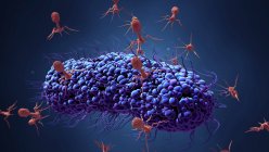 Бактериофаговые вирусные клетки, поражающие бактерии, цифровая иллюстрация . — стоковое фото