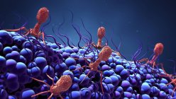 Cellules virales bactériophages infectant les bactéries, illustration numérique . — Photo de stock