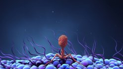 Bacteriophage virus cell infecting bacterium, digital illustration. — Stock Photo