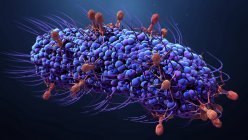 Células do vírus bacteriófago que infectam a bactéria, ilustração digital . — Fotografia de Stock