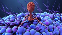 Batteriofago cellula virale infettante batterio, illustrazione digitale . — Foto stock