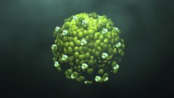 Partículas del virus del sarampión que brotan de las células, ilustración digital
. - foto de stock
