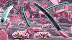 Malaria-Infektion, die rote Blutkörperchen infiziert, digitale Illustration. — Stockfoto