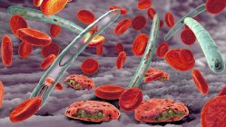Infecção da malária que infecta os glóbulos vermelhos, ilustração digital . — Fotografia de Stock