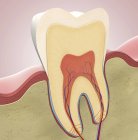 Corte transversal del diente molar, ilustración digital . - foto de stock