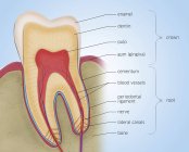 Corte transversal del diente molar, ilustración digital . - foto de stock