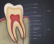 Cross-section of molar tooth, digital illustration. — Stock Photo