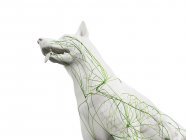Estructura del sistema linfático perro con vasos linfáticos, recortado, ilustración digital . - foto de stock