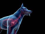 Arterias en cuerpo de perro transparente, recortado, ilustración anatómica del ordenador
. - foto de stock
