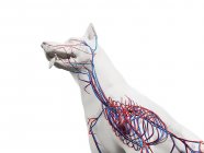 Structure of dog vascular system with colorful blood vessels in transparent body, cropped, computer illustration. — Stock Photo
