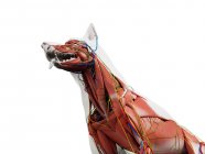 Hundeanatomie mit Muskulatur und inneren Organen, digitale Illustration. — Stockfoto