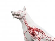 Arterie nel corpo del cane trasparente, ritagliato, illustrazione anatomica del computer . — Foto stock