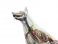 Hundeanatomie mit inneren Organen, digitale Illustration. — Stockfoto