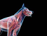 Anatomía canina con musculatura y órganos internos, ilustración digital . - foto de stock